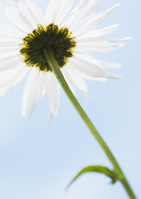 白菊花(点击浏览下一张趣图)