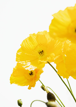 黄色花朵(点击浏览下一张趣图)