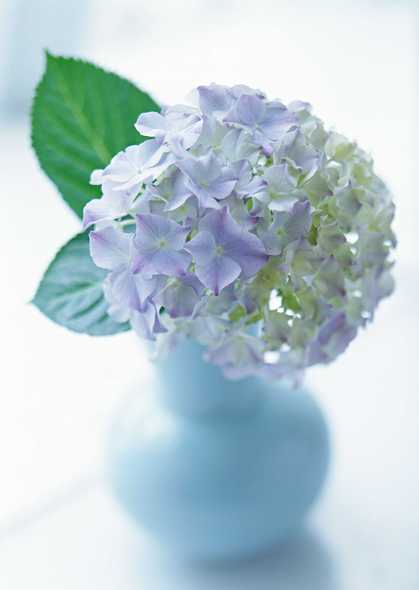 紫花球插花(点击浏览下一张趣图)
