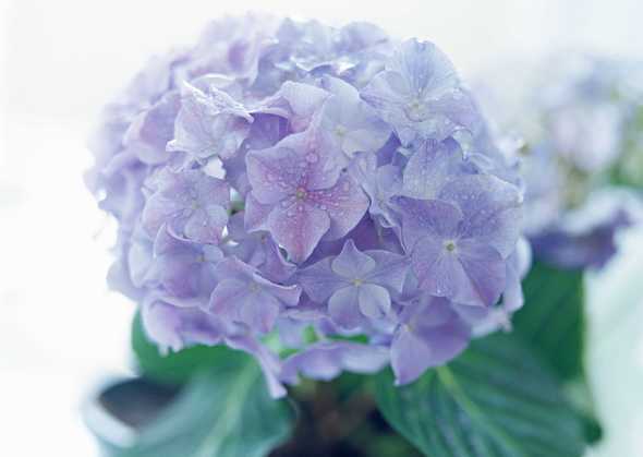 紫花球图片(点击浏览下一张趣图)