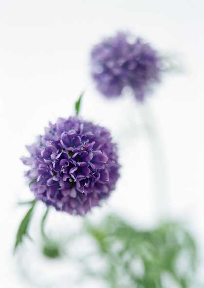 紫花球图片(点击浏览下一张趣图)