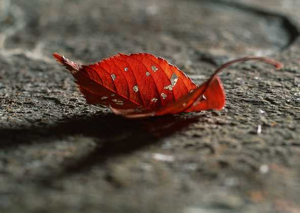 红色虫蛀树叶(点击浏览下一张趣图)