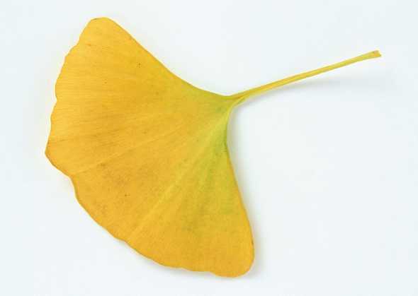 黄色扇形树叶(点击浏览下一张趣图)