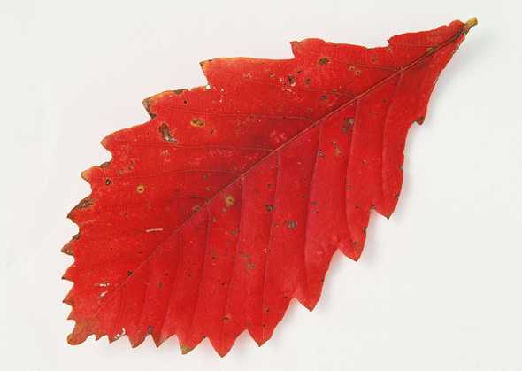 齿状红色树叶图片(点击浏览下一张趣图)