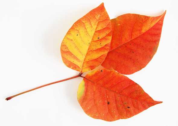 红黄树叶图片(点击浏览下一张趣图)