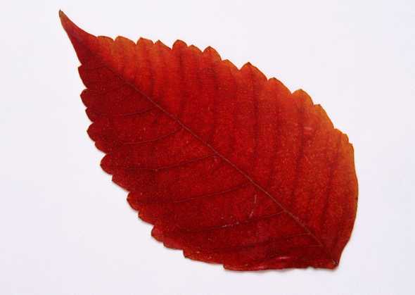 红色树叶图片(点击浏览下一张趣图)