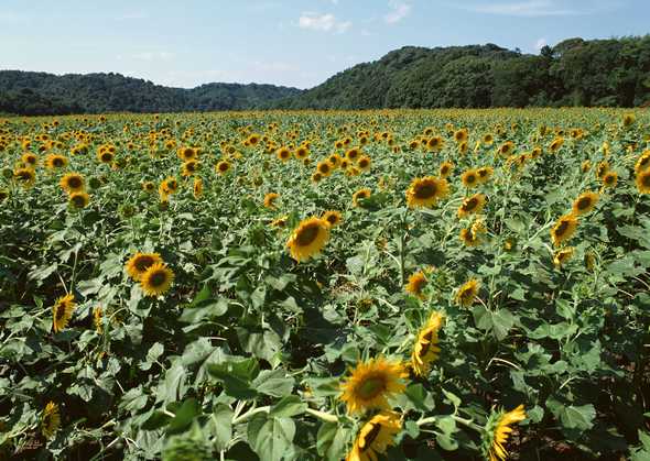 花草图片素材 1081(点击浏览下一张趣图)