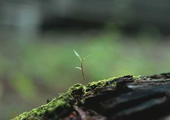 花草图片素材 870(点击浏览下一张趣图)