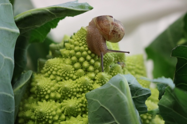 绿色蔬菜上的蜗牛图片(点击浏览下一张趣图)