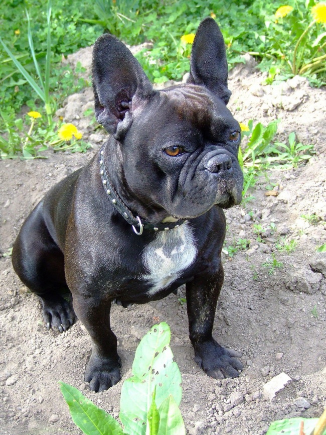 黑色法国斗牛犬图片(点击浏览下一张趣图)