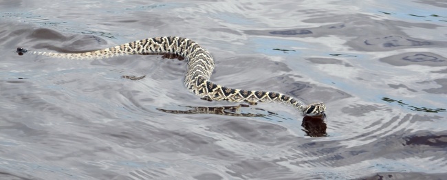 东部菱形斑纹响尾蛇图片(点击浏览下一张趣图)