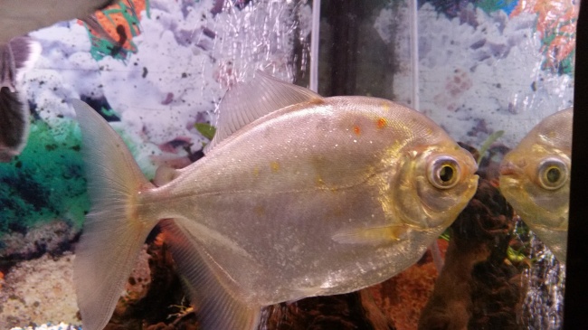 水族馆食人鱼图片(点击浏览下一张趣图)