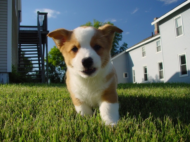 柯基犬幼犬图片(点击浏览下一张趣图)