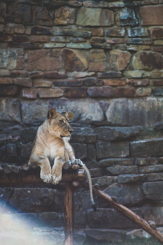 正在休息的狮子图片(点击浏览下一张趣图)