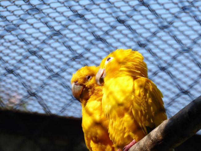 黄色接吻鸟图片(点击浏览下一张趣图)