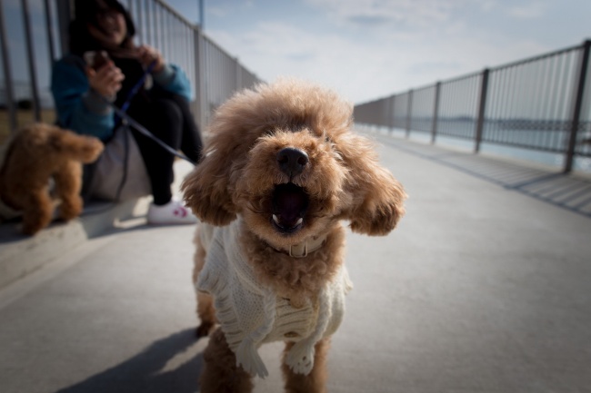 棕色贵宾犬图片(点击浏览下一张趣图)