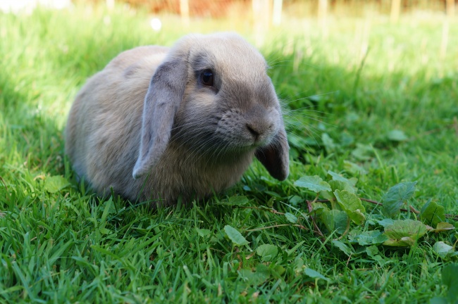 宠物兔子图片(点击浏览下一张趣图)