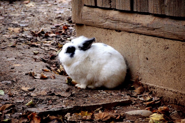 荷兰兔图片 荷兰兔图片大全(点击浏览下一张趣图)