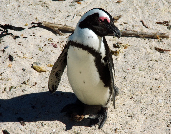 南非企鹅图片(点击浏览下一张趣图)