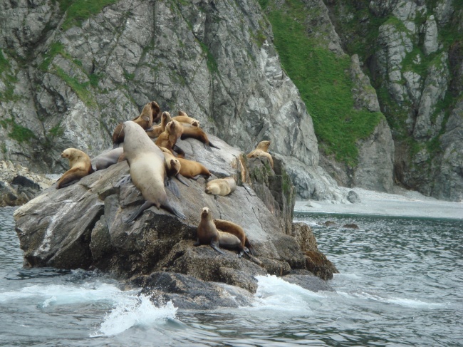 石块上休息的海狮群图片(点击浏览下一张趣图)
