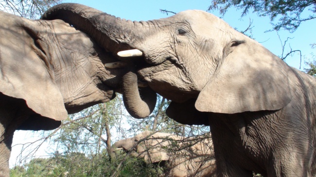 大象接吻图片(点击浏览下一张趣图)