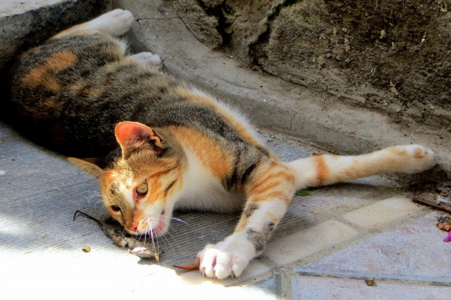 猫抓老鼠图片(点击浏览下一张趣图)