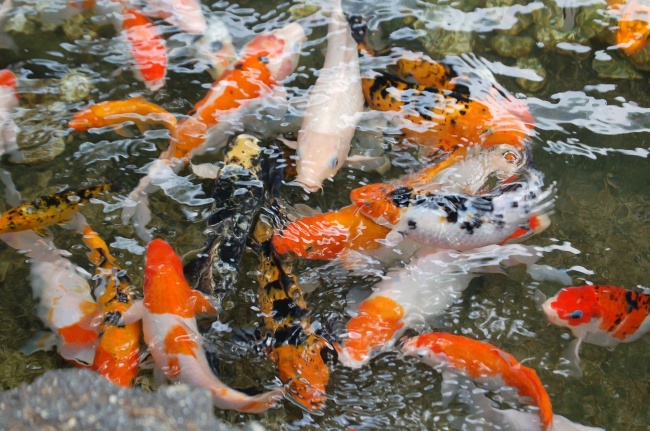 日本锦鲤鱼图片 日本锦鲤鱼图片大全(点击浏览下一张趣图)