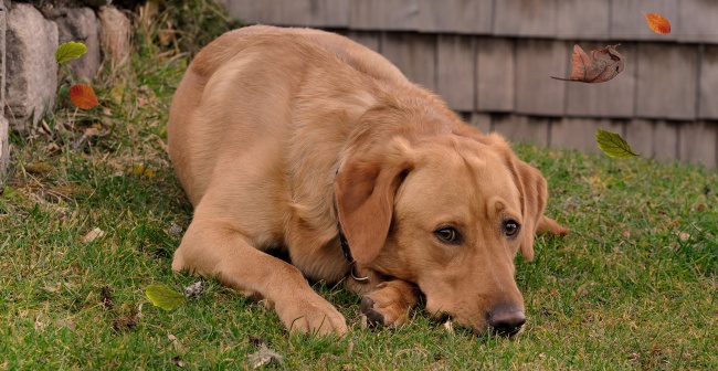 棕色拉布拉多犬图片(点击浏览下一张趣图)