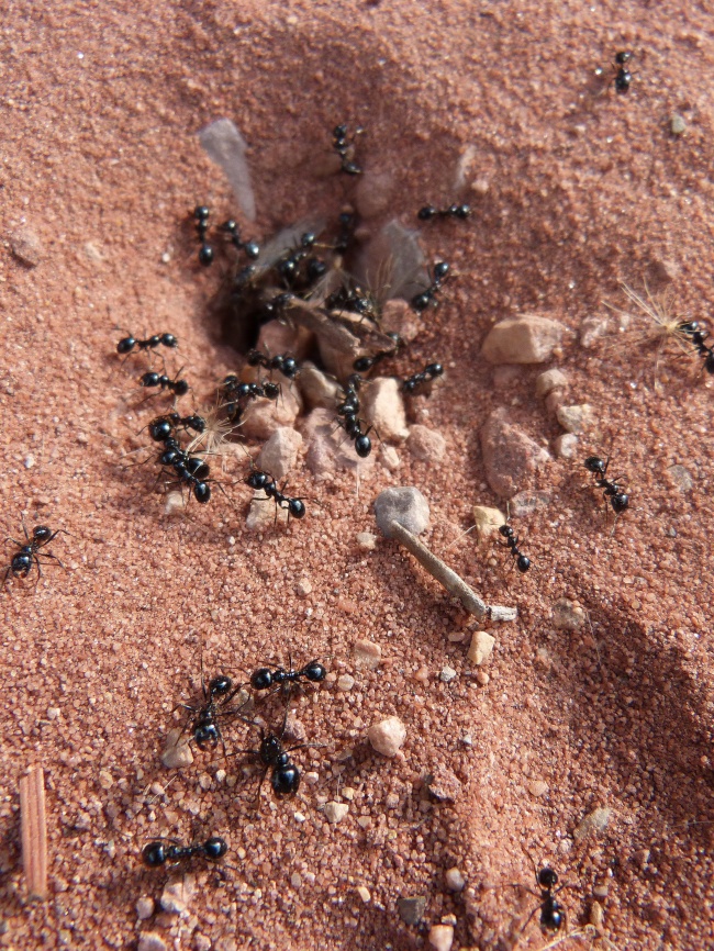 黑色蚂蚁图片(点击浏览下一张趣图)