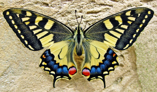 彩色燕尾蝶图片(点击浏览下一张趣图)