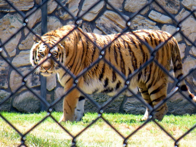 动物园里的老虎图片(点击浏览下一张趣图)
