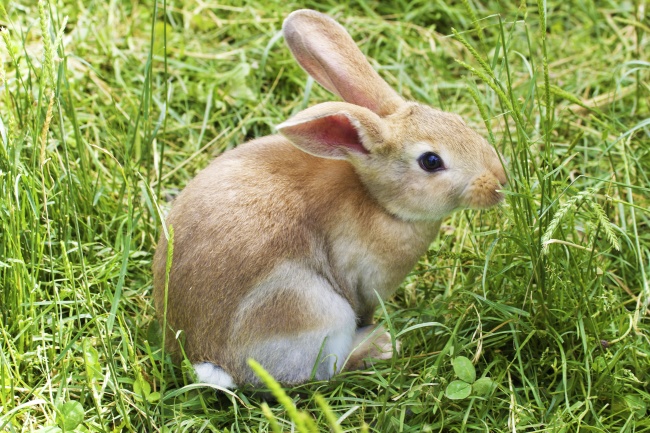 草地灰兔子图片(点击浏览下一张趣图)
