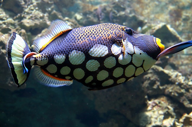 海底小丑鱼图片(点击浏览下一张趣图)