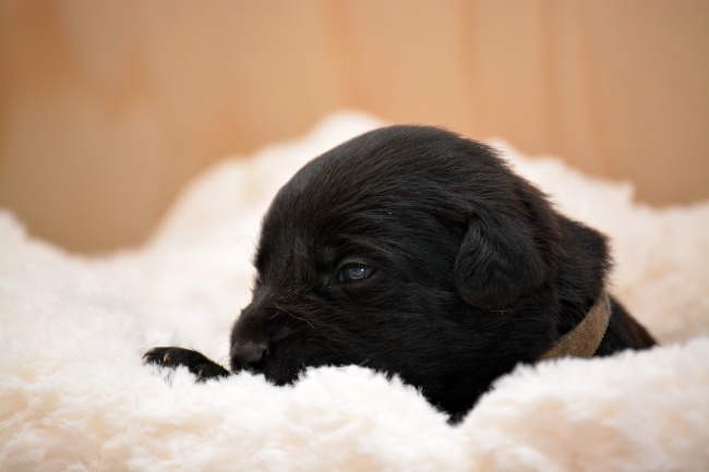 黑色萌犬图片(点击浏览下一张趣图)
