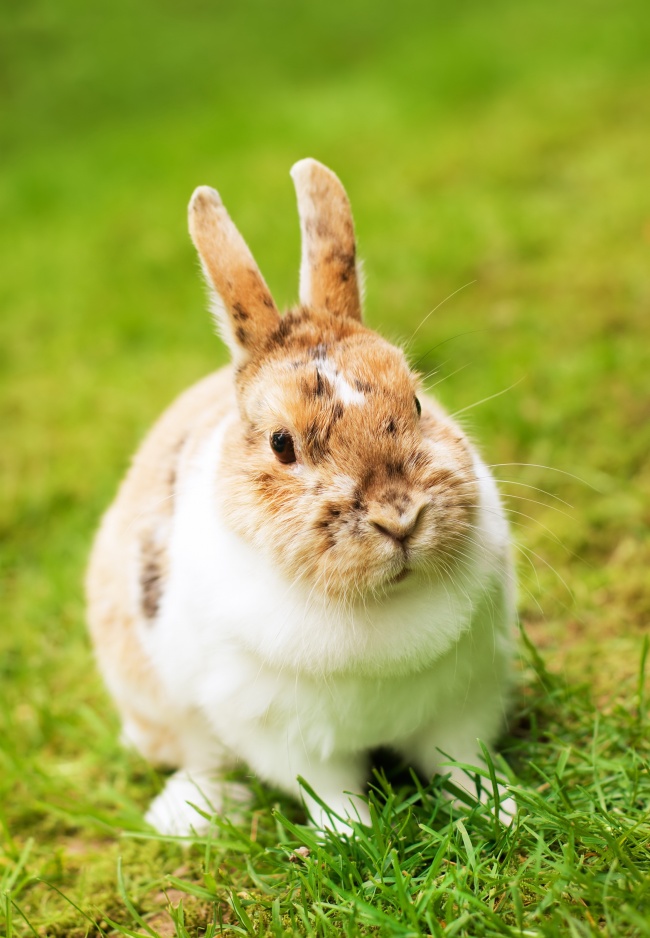正在吃草的兔子图片(点击浏览下一张趣图)