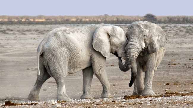 野生非洲象图片(点击浏览下一张趣图)