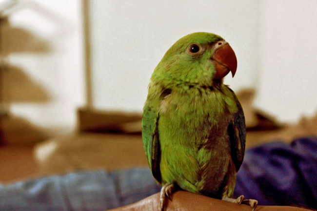 绿色的鹦鹉图片(点击浏览下一张趣图)