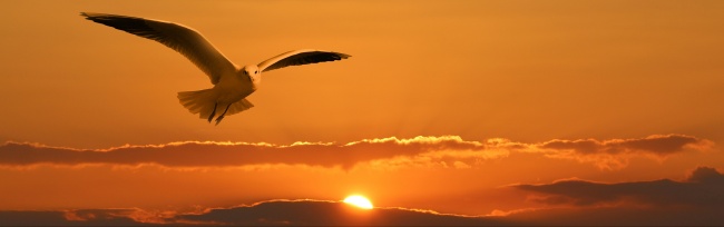 黄昏夕阳海鸥图片(点击浏览下一张趣图)