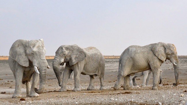 非洲大象图片(点击浏览下一张趣图)