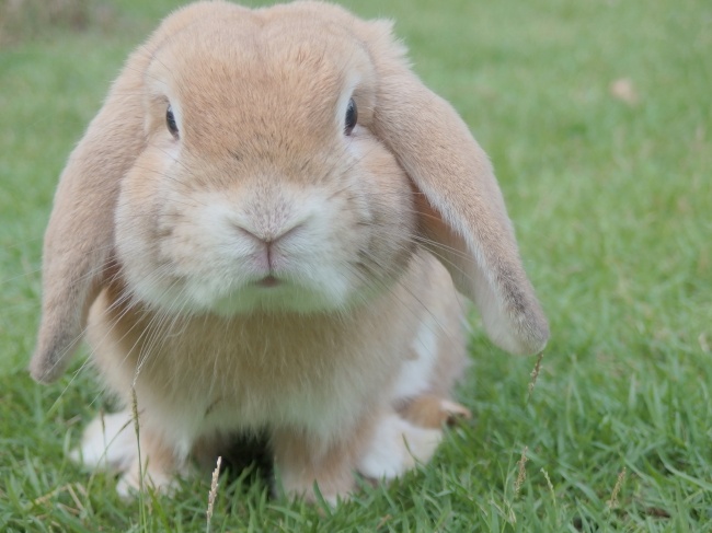 草地可爱萌兔子图片(点击浏览下一张趣图)