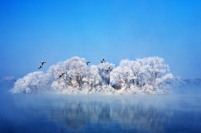 冬季候鸟图片(点击浏览下一张趣图)