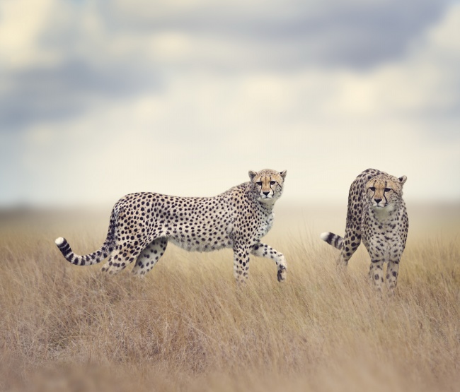 非洲猎豹图片(点击浏览下一张趣图)