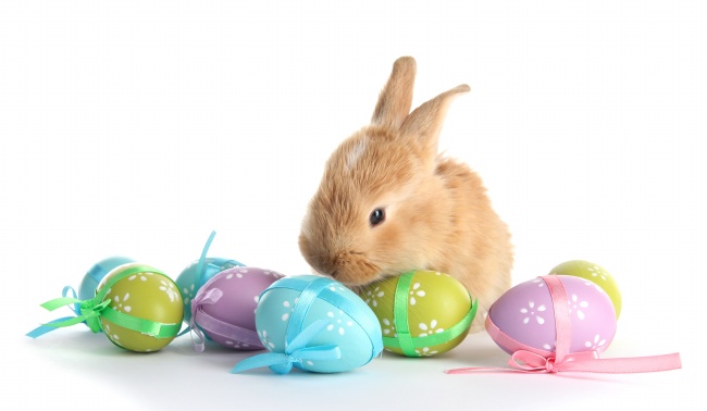 复活节彩蛋兔子图片(点击浏览下一张趣图)