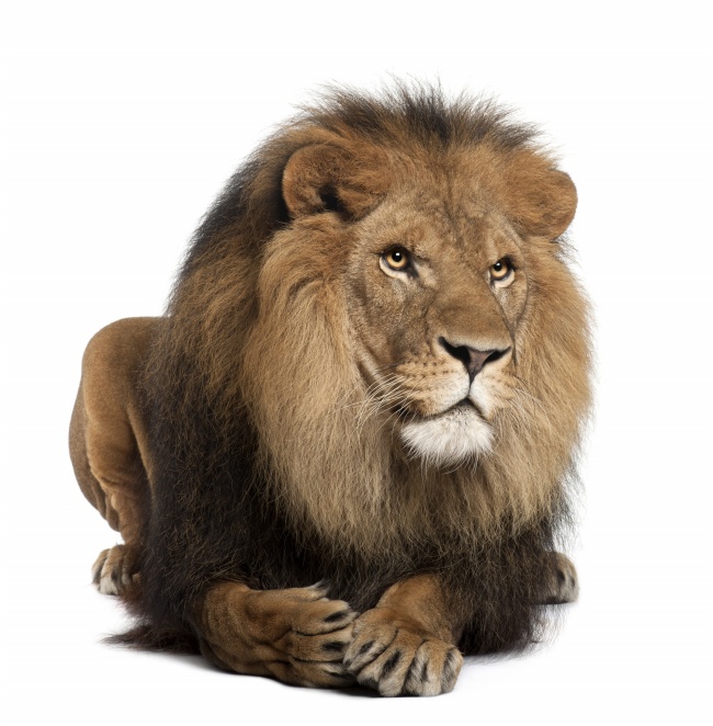 非洲狮王图片(点击浏览下一张趣图)
