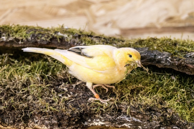 黄鹂鸟图片(点击浏览下一张趣图)