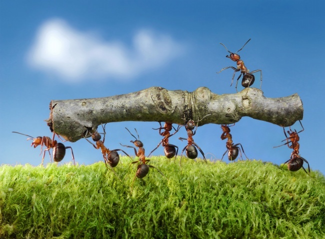 蚂蚁搬家图片高清大图(点击浏览下一张趣图)