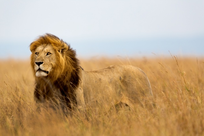 非洲草原狮子图片(点击浏览下一张趣图)