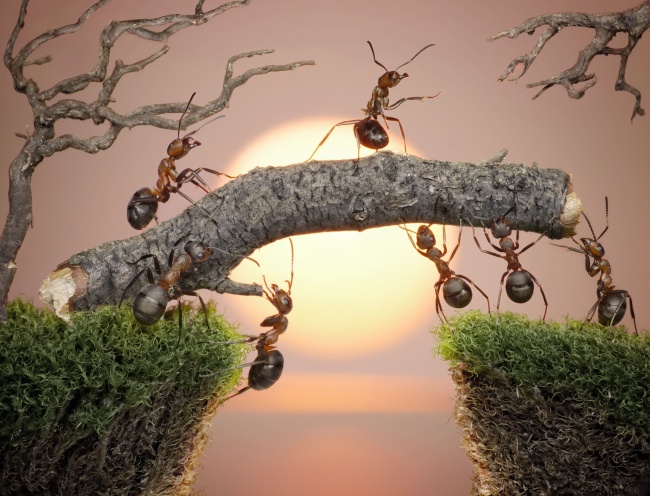 蚂蚁搬家图片素材(点击浏览下一张趣图)