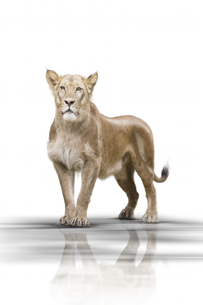 非洲狮子图片(点击浏览下一张趣图)