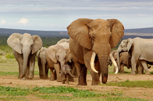 非洲象群图片(点击浏览下一张趣图)